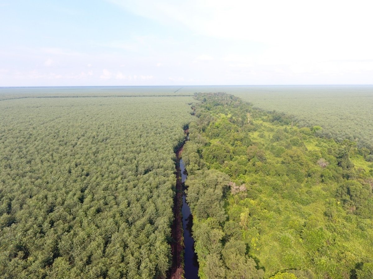 Von der Leyen’s Trump deal guts EU’s anti-deforestation law