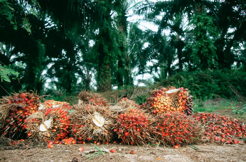 Kesepakatan dagang Uni Eropa-Indonesia terancam gagal pada bulan September akibat sengketa deforestasi