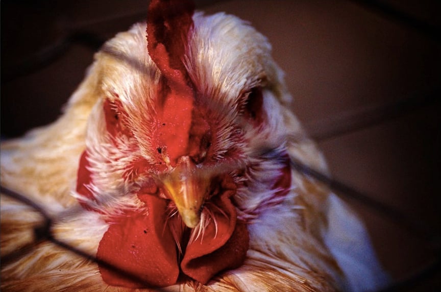 The return of the chlorinated chicken