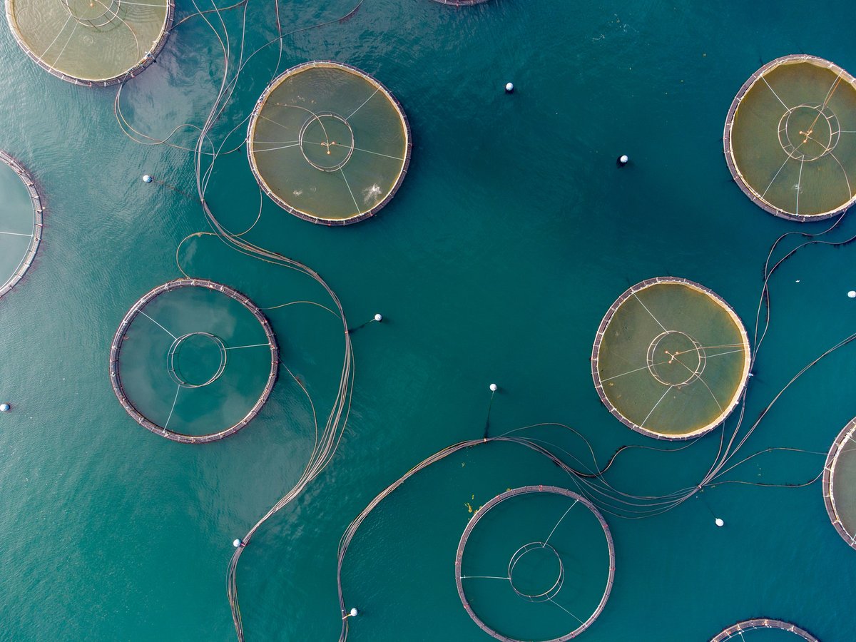 The EU must not support intensive fish farming — it’s not sustainable