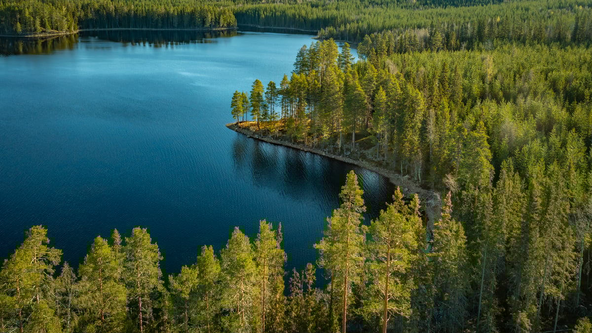 Beyond the trees: Unlocking the bioeconomy for Europe’s climate future