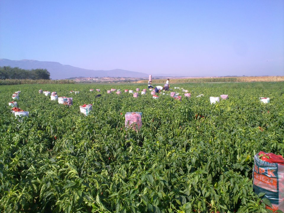 Lessons from Kosovo’s widows: how to rebuild a European village after war took its men